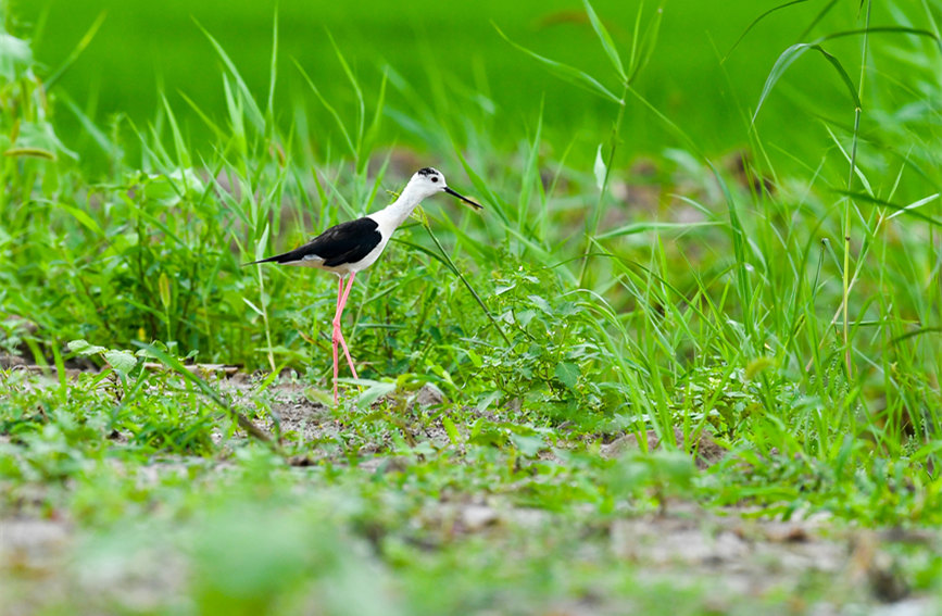 生態(tài)綠屏修復完成，吸引眾多野生動物在此棲息繁衍。翟鑫彬攝