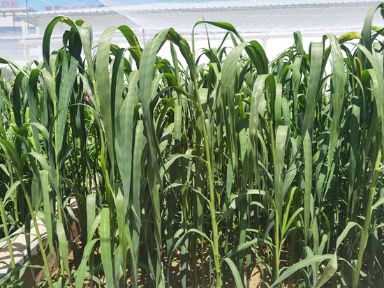 河北省張家口農(nóng)科院試驗(yàn)田中的“張雜谷”正在茂盛生長。 受訪者供圖