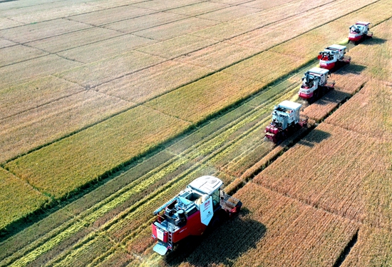 今年6月，河北省衡水市阜城縣碼頭鎮(zhèn)戈家墳村的麥田里，大型聯(lián)合收割機(jī)“組團(tuán)”作業(yè)。 苗鳳強(qiáng)攝