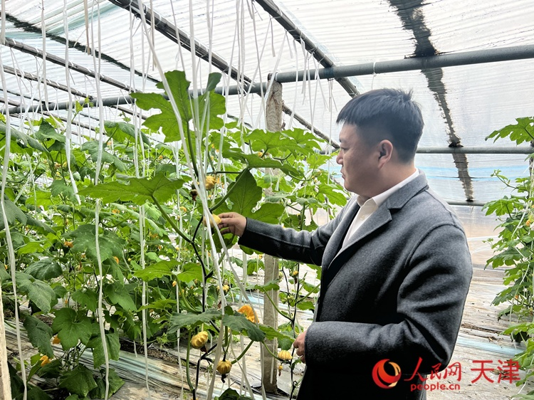 西青區(qū)辛口鎮(zhèn)大杜莊村黨總支書記、村委會主任畢紅鴿介紹當下大棚里種植的造型奇特的文玩葫蘆。  人民網(wǎng) 孫翼飛攝