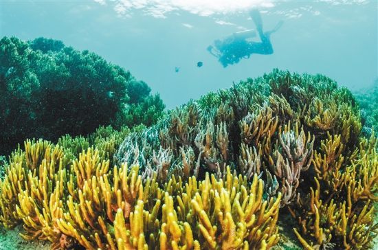 在三亞蜈支洲島附近海域，游客在體驗海底美景。 本報記者 武威 通訊員 韋尚婷 攝