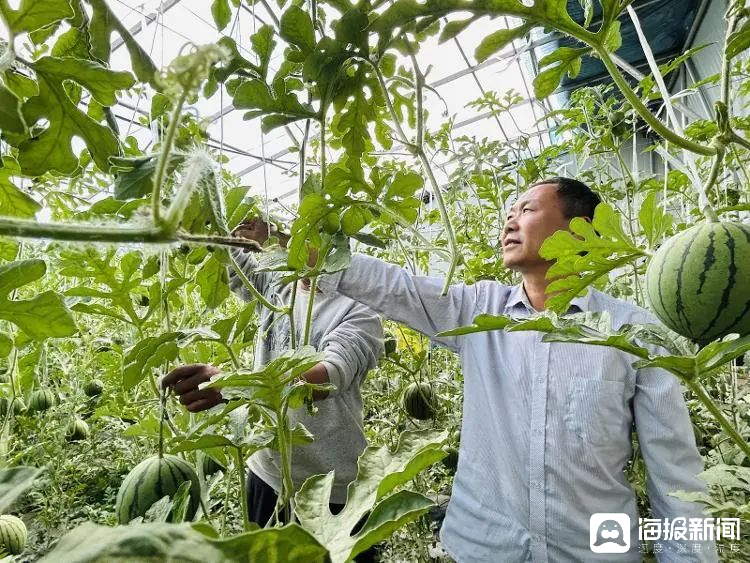 西瓜、藍(lán)莓、草莓上高原！山東濰坊援藏組因地制宜打造特色蔬菜發(fā)展中心