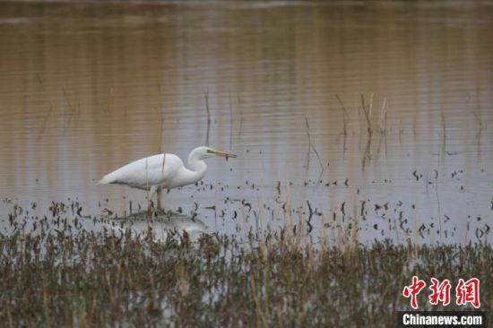 圖為大白鷺。可魯克湖-托素湖自然保護(hù)區(qū)服務(wù)中心供圖 　　