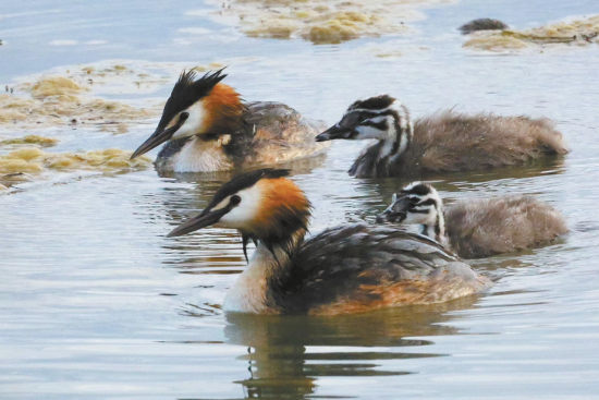鳳頭鸊鷉。楊濤 攝