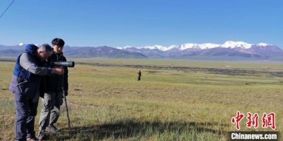 圖為工作人員正在進(jìn)行黑頸鶴衛(wèi)星跟蹤和環(huán)志工作?！∑钸B山國家公園青海省管理局供圖 攝