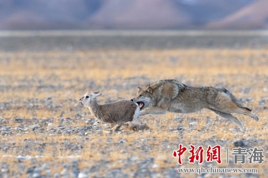 圖為獲獎作品。同海元供圖