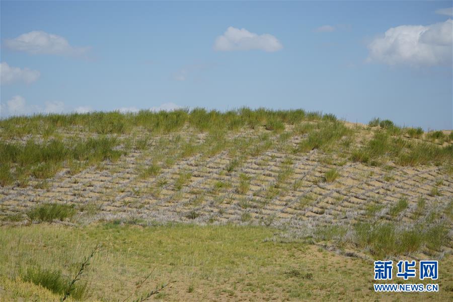 （決戰(zhàn)決勝脫貧攻堅·圖文互動）（3）高原鄉(xiāng)鎮(zhèn)沙珠玉 治沙斗貧成“綠?！薄嗪Ｊ」埠涂h沙珠玉鄉(xiāng)采訪見聞