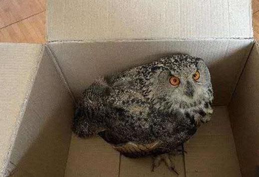 圖為青海省西寧市大通縣公安局森林警察大隊民警救助的國家二級保護野生動物——雕鸮?！∏嗪Ｊ」矎d森林警察總隊供圖 攝