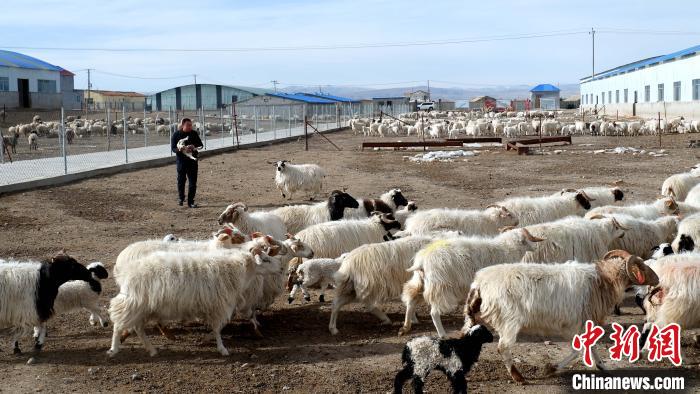 圖為馬金山查看羊羔長(zhǎng)勢(shì)。　李雋 攝