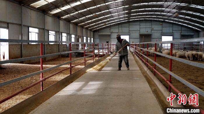 圖為放牧員扎布拉正在打掃羊棚衛(wèi)生。　李雋 攝