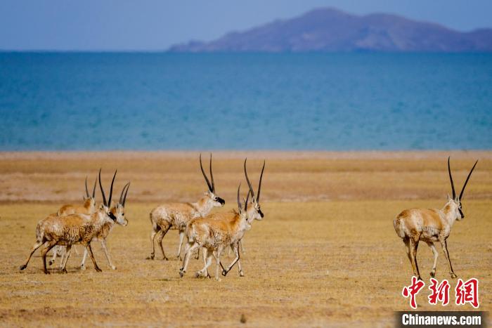 圖為西藏藏羚羊在色林錯湖邊覓食，隨著保護措施的不斷加強，如今西藏藏羚羊種群數(shù)量獲得恢復(fù)性增長?！〗w波 攝