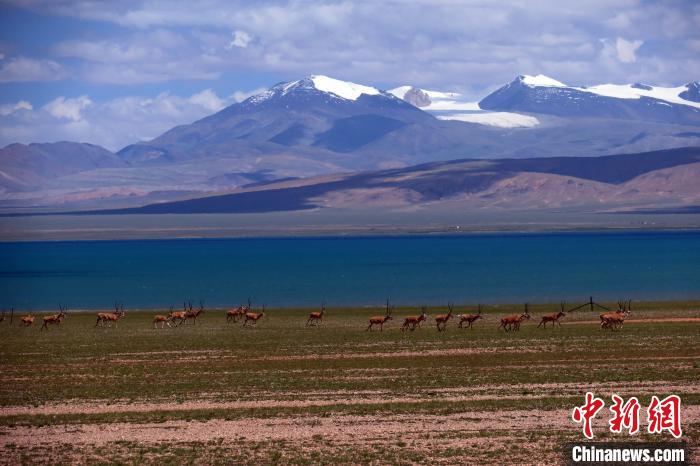 從317國道遠眺達則錯，湖岸藏羚羊與雪山美景令人矚目?！?lt;a target='_blank' ><p  align=