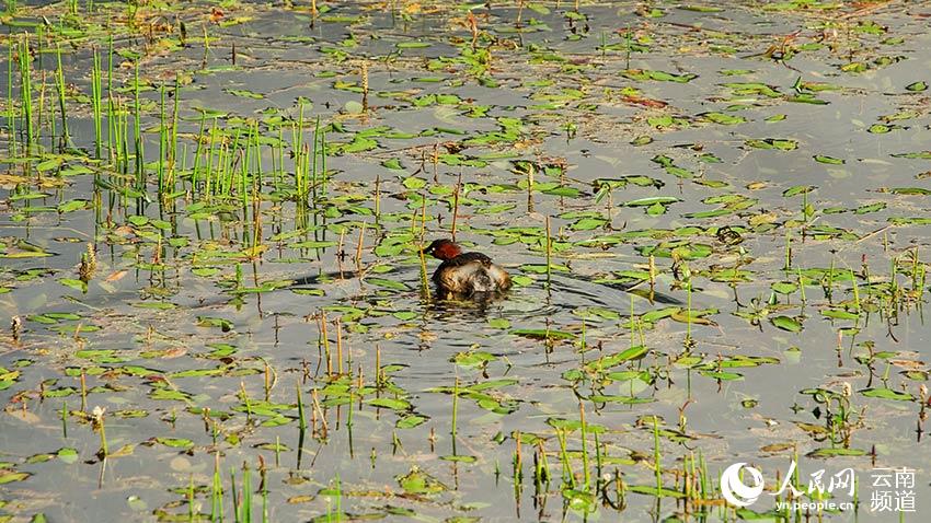 納帕海濕地內(nèi)遷徙停留的鳥(niǎo)。呂昊辰攝