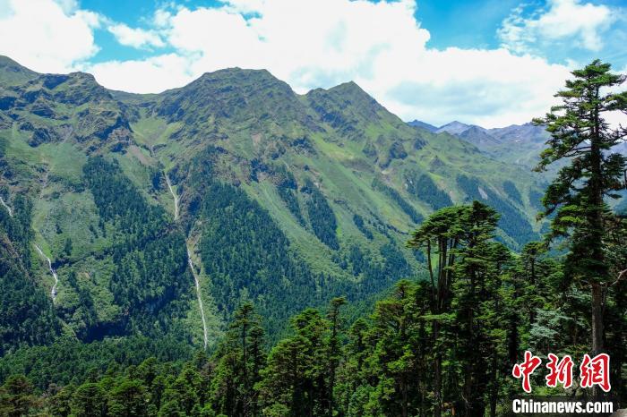 圖為西藏玉麥鄉(xiāng)森林資源。(資料圖) 江飛波 攝