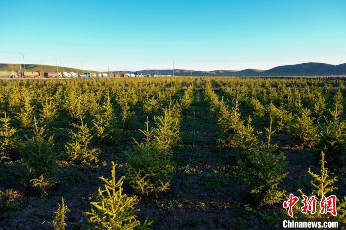 圖為科技團(tuán)隊在海拔4500米的西藏那曲種出“小森林”，其中超過7成成功越過5個冬天?！〗w波 攝