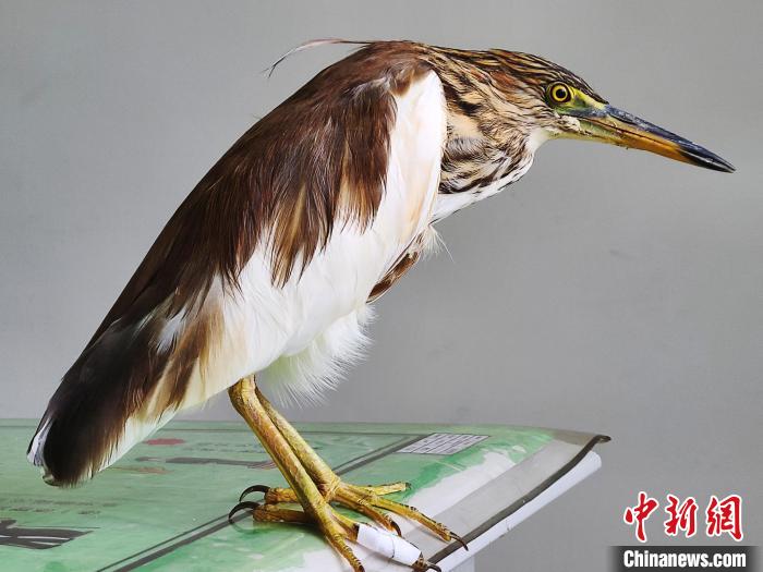 圖為被救助的國(guó)家一級(jí)重點(diǎn)保護(hù)動(dòng)物池鷺?！×鴿商?攝