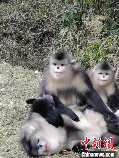 云南維西:護(hù)生態(tài)留“國寶”旅游業(yè)漸熱