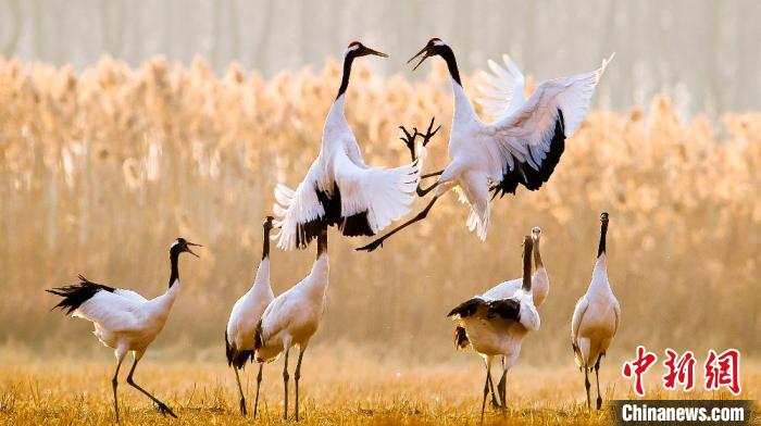 江蘇鹽城黃海濕地上的丹頂鶴?！←}城市委宣傳部供圖