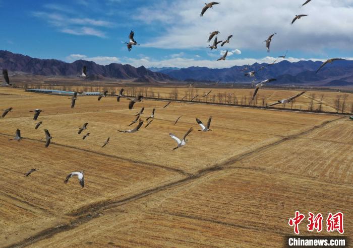 圖為黑頸鶴在拉薩市林周縣境內(nèi)飛翔。　貢嘎來(lái)松 攝