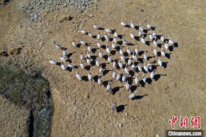 圖為拉薩市林周縣境內(nèi)越冬的候鳥(niǎo)。　貢嘎來(lái)松 攝