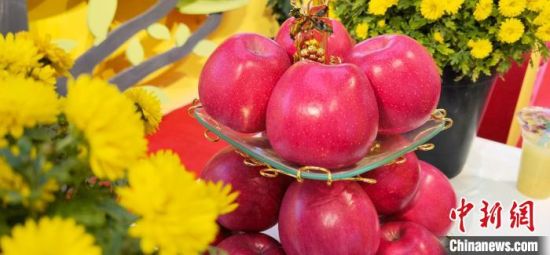 2021年10月15日，中國蘋果首屆產(chǎn)銷峰會(huì)暨甘肅平?jīng)龉焚Q(mào)易大會(huì)在平?jīng)鍪徐o寧縣開幕。(資料圖) 魏建軍 攝