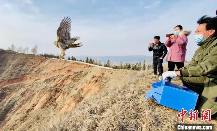 青海：救助、放歸四只國家二級(jí)保護(hù)野生動(dòng)物