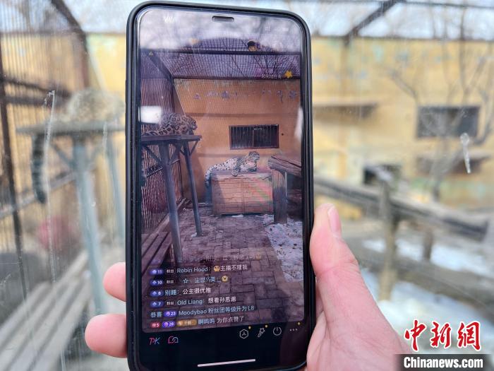 圖為雪豹“奶爸”史壽軍正在直播?！●R銘言 攝