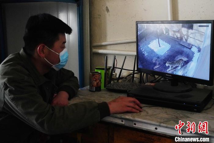 圖為雪豹“奶爸”史壽軍通過監(jiān)控察看雪豹情況?！●R銘言 攝