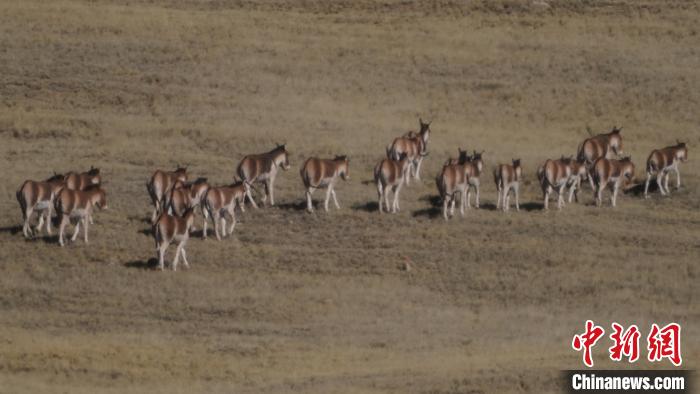 圖為草地上的西藏野驢?！“簿S斌 攝