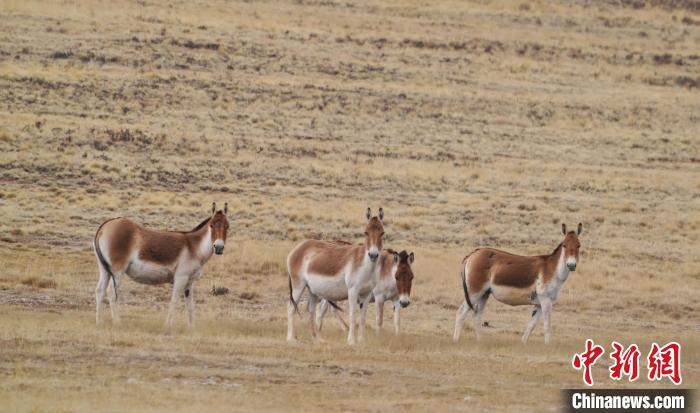 圖為草地上的西藏野驢?！“簿S斌 攝