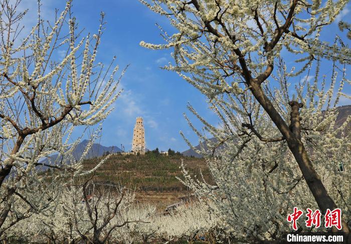 潔白的李花與碉樓交相輝映，勾勒出一幅美麗的和諧生態(tài)畫卷?！『吻搴?攝