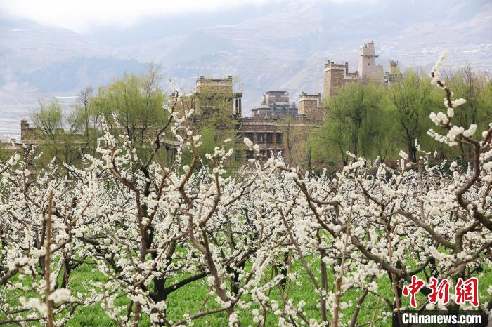 潔白的李花與村寨交相輝映，勾勒出一幅美麗的和諧生態(tài)畫卷?！『吻搴?攝