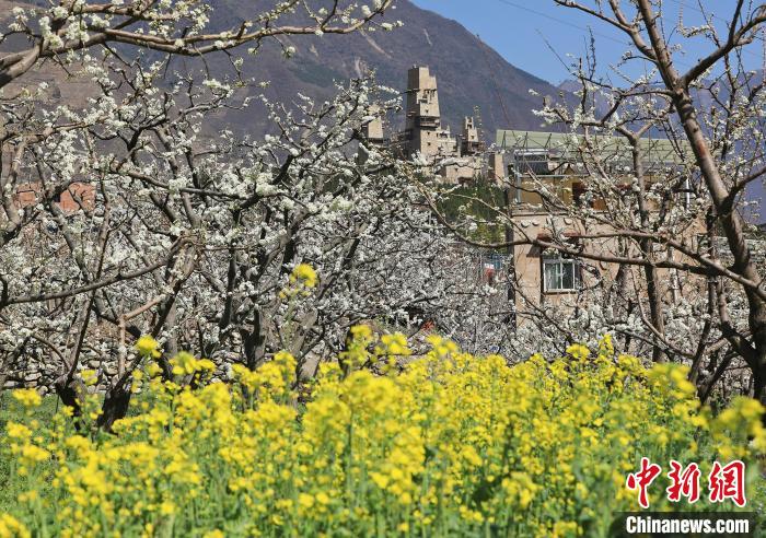 潔白的李花與村寨交相輝映，勾勒出一幅美麗的和諧生態(tài)畫卷?！『吻搴?攝