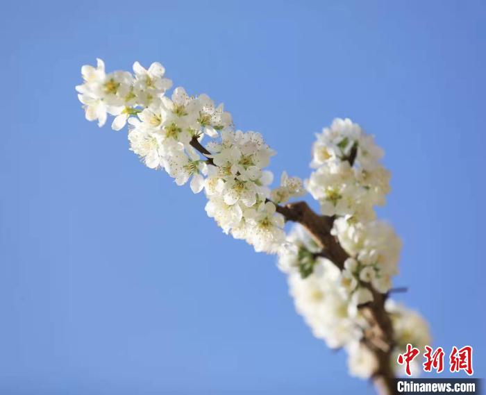 李花盛開?！『吻搴?攝