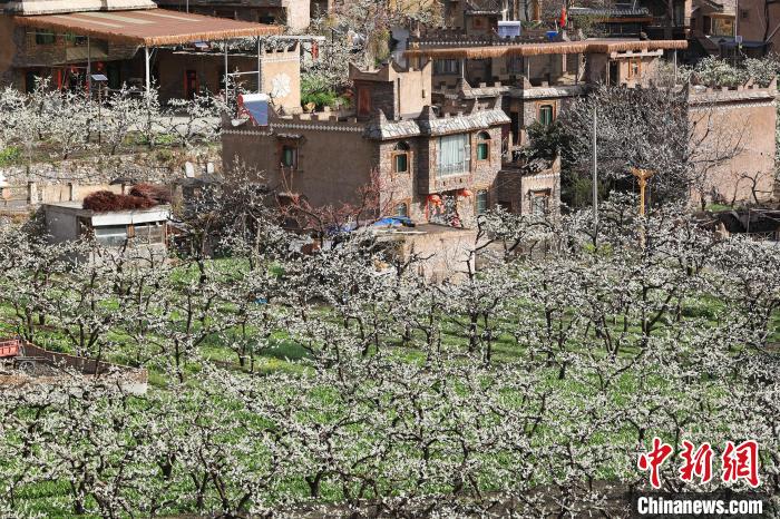 潔白的李花與村寨交相輝映，勾勒出一幅美麗的和諧生態(tài)畫卷?！『吻搴?攝