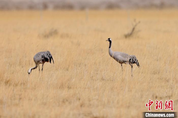 圖為灰鶴在青海海西蒙古族藏族自治州都蘭縣巴隆地區(qū)“閑庭漫步”?！?松太加 攝