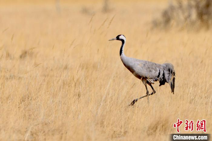 圖為灰鶴在青海海西蒙古族藏族自治州都蘭縣巴隆地區(qū)“閑庭漫步”?！?松太加 攝