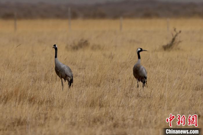 圖為灰鶴在青海海西蒙古族藏族自治州都蘭縣巴隆地區(qū)“閑庭漫步”?！?松太加 攝