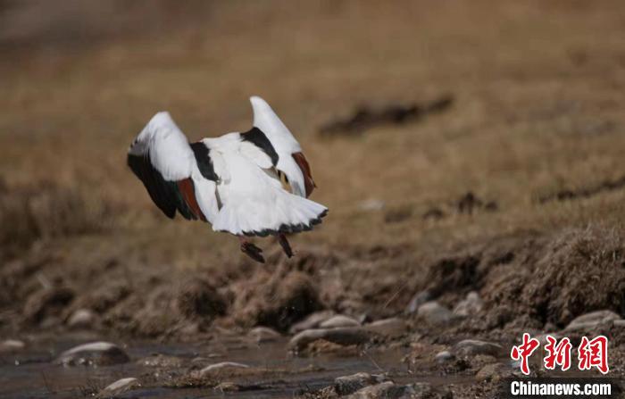 圖為翹鼻麻鴨。　功霸扎西 攝