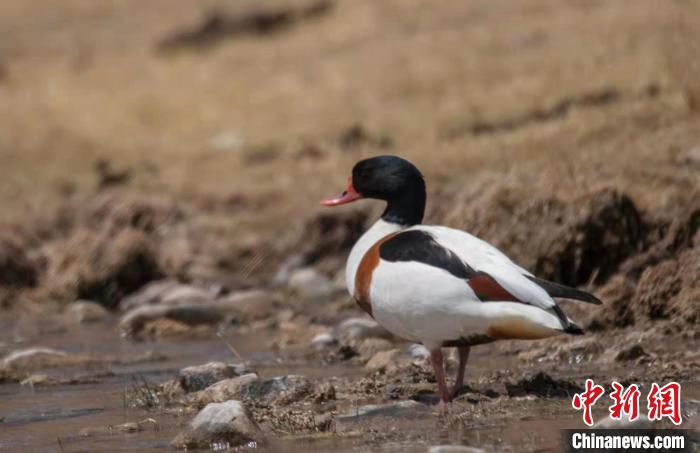 圖為翹鼻麻鴨?！」Π栽?攝