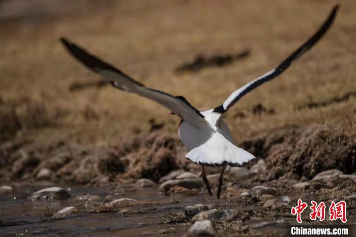圖為騰飛的翹鼻麻鴨?！」Π栽?攝