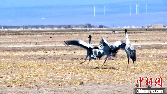 圖為黑頸鶴追逐嬉戲?！￡惷髡?攝