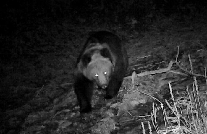 青?；ブ鄙?0年來首次發(fā)現(xiàn)棕熊活動軌跡