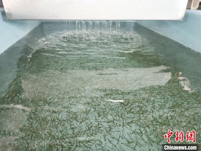 圖為正在育苗。　張?zhí)砀?攝