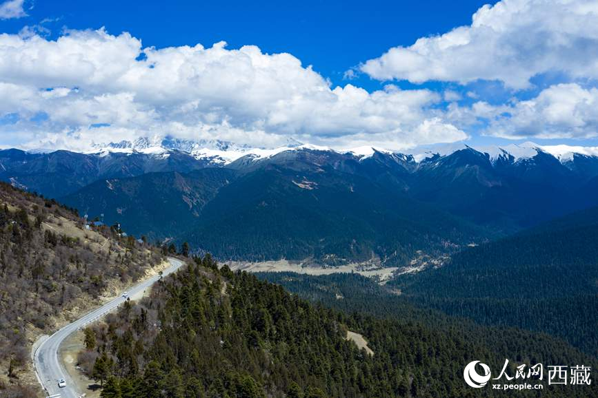 圖為在海拔4700多米的色季拉山，觀測從森林到草甸的多種植被類型。