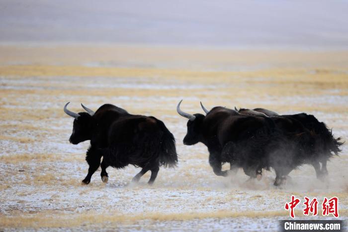 牦牛如何適應低氧環(huán)境？中科院團隊發(fā)現(xiàn)牦牛特有肺內(nèi)皮細胞起作用