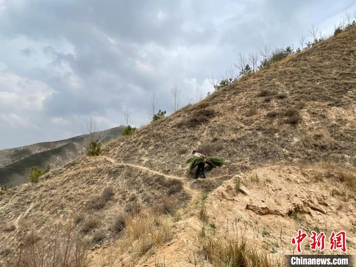 資料圖為建行青海省分行綠化區(qū)施工隊(duì)隊(duì)員人工運(yùn)樹苗?！〗ㄐ星嗪Ｊ》中泄﹫D