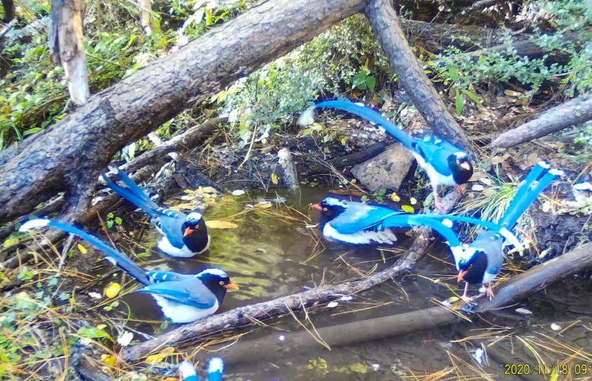 紅嘴藍(lán)鵲。涼山州委宣傳部供圖