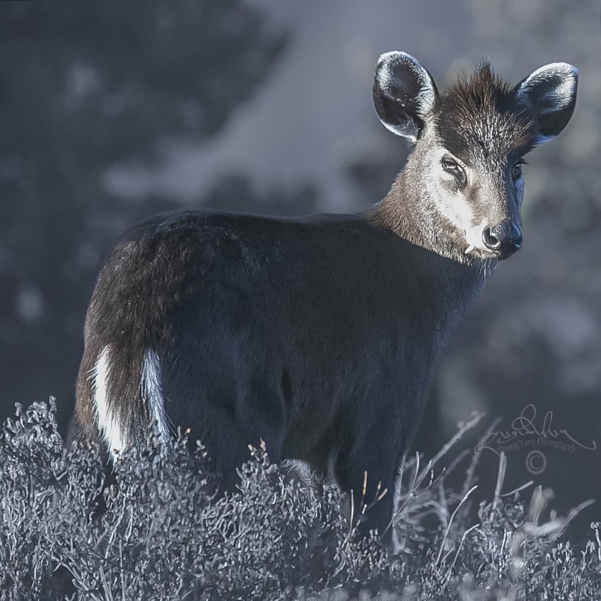 毛冠鹿。涼山州委宣傳部供圖