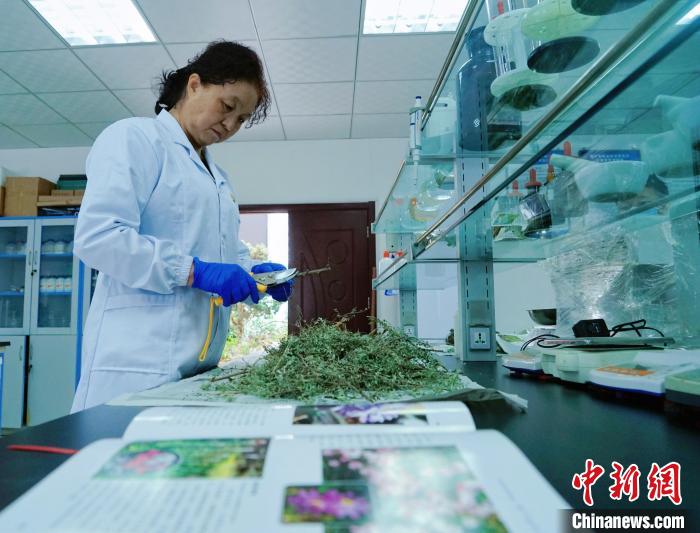 圖為張錦梅在實驗室工作?！●R銘言 攝